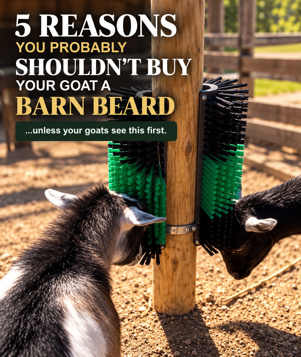 Two goats using a Barn Beard goat scratching brush with the headline 5 reasons you probably shouldn't buy your goat a Barn Beard